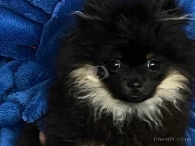 XS Black&Tan Female Pomeranian for sale in Halifax, West Yorkshire - Image 4