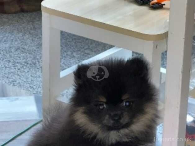 XS Black&Tan Female Pomeranian for sale in Halifax, West Yorkshire - Image 5