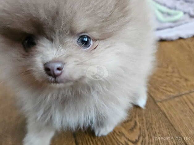 Xs rare lilac lavender RUSSIAN pomeranians for sale in Nottingham, Nottinghamshire