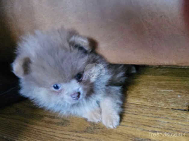 Xs rare lilac lavender RUSSIAN pomeranians for sale in Nottingham, Nottinghamshire - Image 2