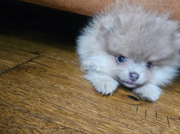 Xs rare lilac lavender RUSSIAN pomeranians for sale in Nottingham, Nottinghamshire - Image 5