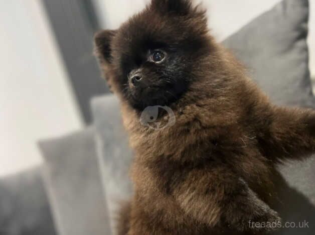 Xs Russian pomeranian girl for sale in Walsall, West Midlands - Image 1