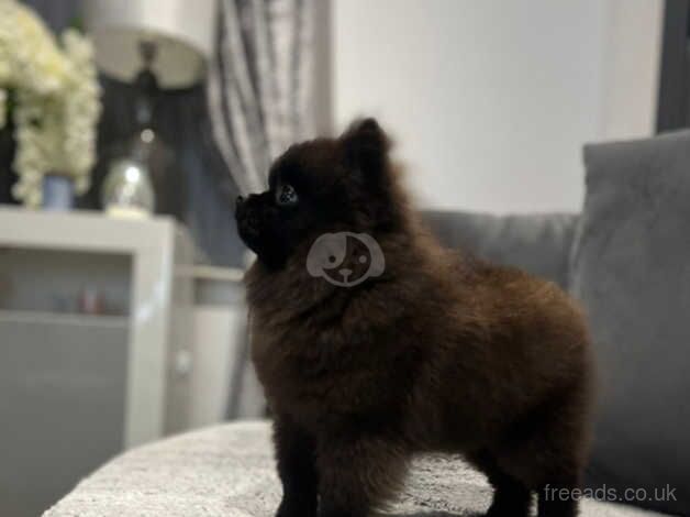 Xs Russian pomeranian girl for sale in Walsall, West Midlands - Image 2