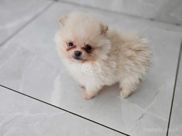 Xs Russian Pomeranian for sale in Nottingham, Nottinghamshire