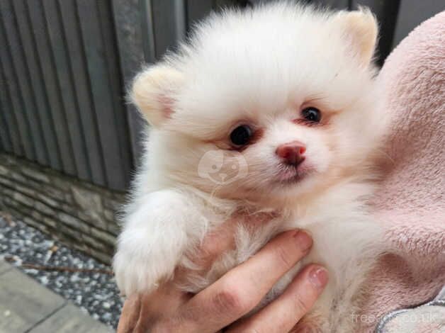 Xs Russian Pomeranian for sale in Nottingham, Nottinghamshire - Image 2