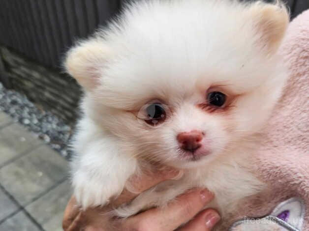 Xs Russian Pomeranian for sale in Nottingham, Nottinghamshire - Image 3