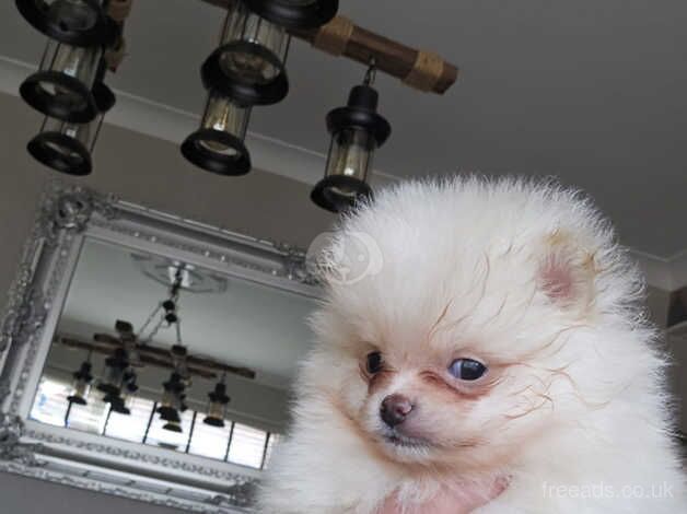 Xs Russian Pomeranian for sale in Nottingham, Nottinghamshire - Image 4