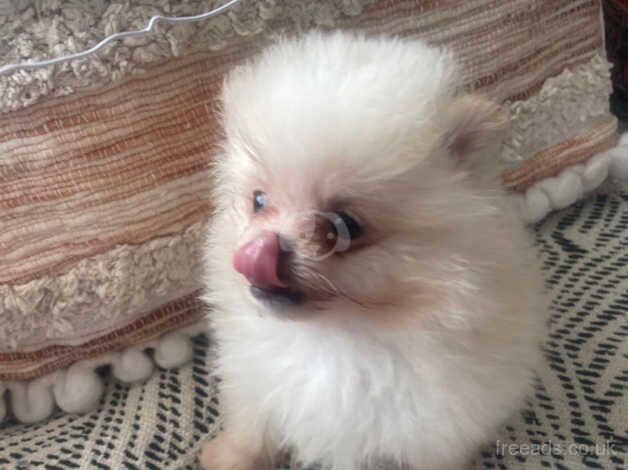 Xs Russian Pomeranian for sale in Nottingham, Nottinghamshire - Image 5