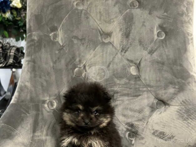 Xsmall Russian Pomeranian for sale in Hinckley, Leicestershire