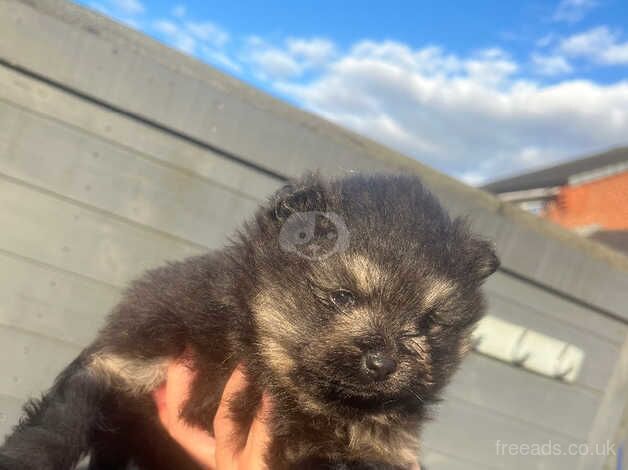 Xsmall Russian Pomeranian for sale in Hinckley, Leicestershire - Image 2