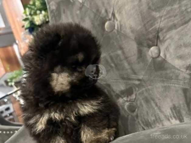 Pomeranian Puppies for sale