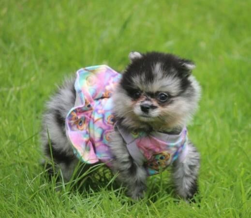 Xx small pomeranian merle puppies Xx for sale in Withern, Lincolnshire