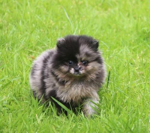 Xx small pomeranian merle puppies Xx for sale in Withern, Lincolnshire - Image 2