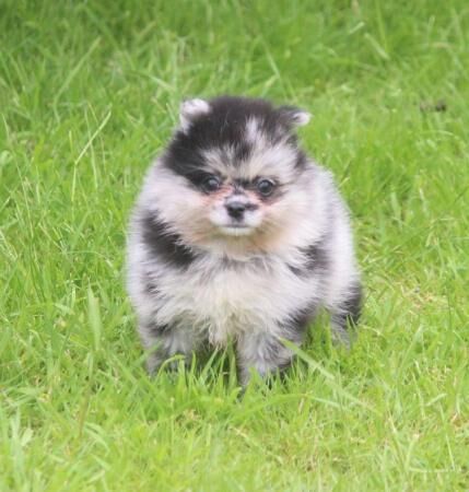 Xx small pomeranian merle puppies Xx for sale in Withern, Lincolnshire - Image 3