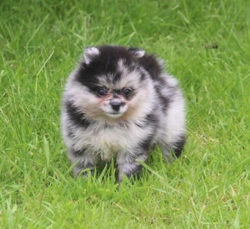 Xx small pomeranian merle puppies Xx for sale in Withern, Lincolnshire - Image 4