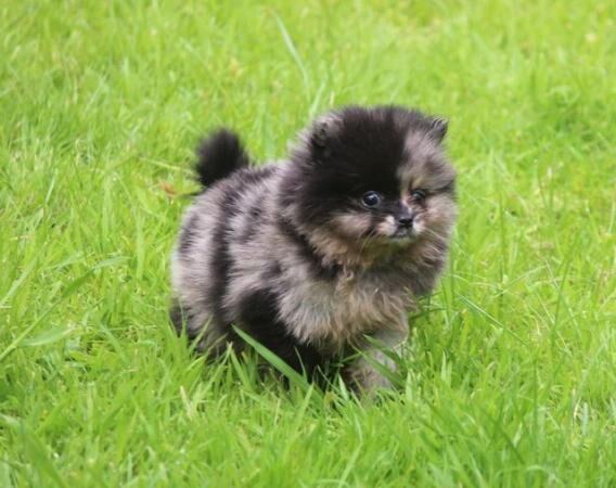 Xx small pomeranian merle puppies Xx for sale in Withern, Lincolnshire - Image 5