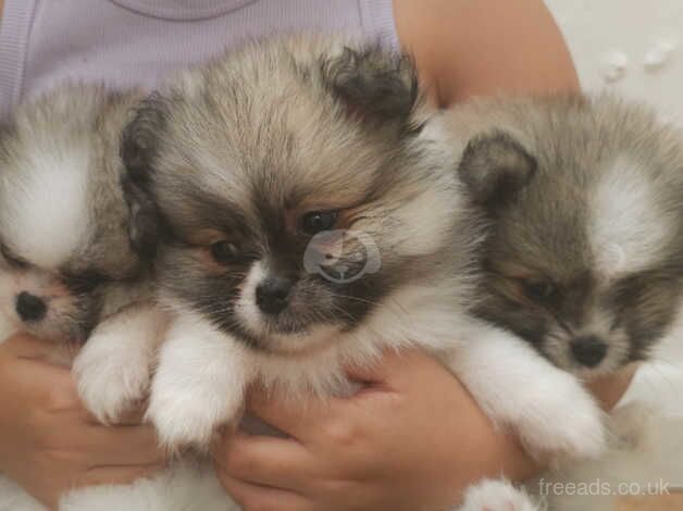 XXS POMERANIANS for sale in Enfield, Enfield, Greater London - Image 2