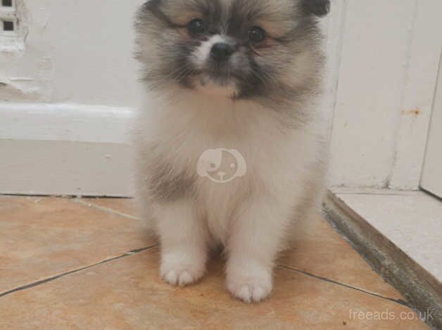 XXS POMERANIANS for sale in Enfield, Enfield, Greater London - Image 3