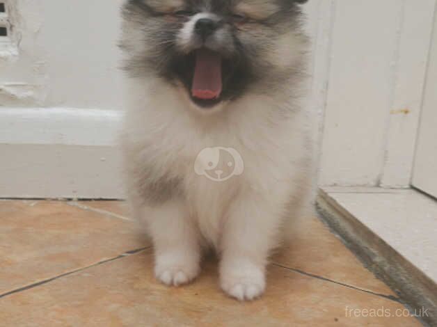 XXS POMERANIANS for sale in Enfield, Enfield, Greater London - Image 4