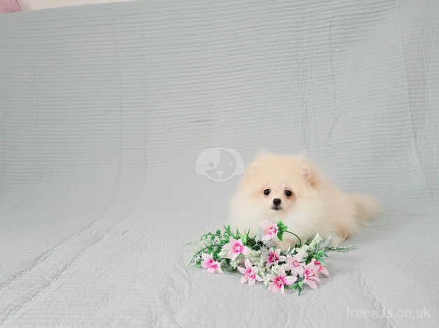 XXS Teddy Bear Pomeranian puppies for sale in Cumnock, East Ayrshire - Image 1