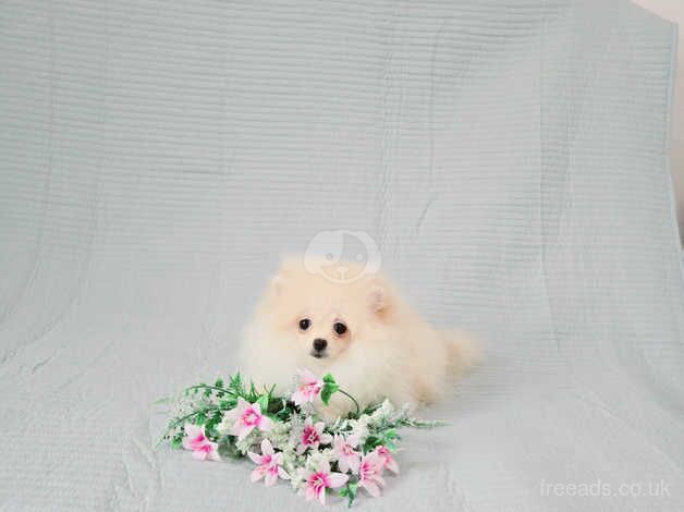 XXS Teddy Bear Pomeranian puppies for sale in Cumnock, East Ayrshire - Image 2