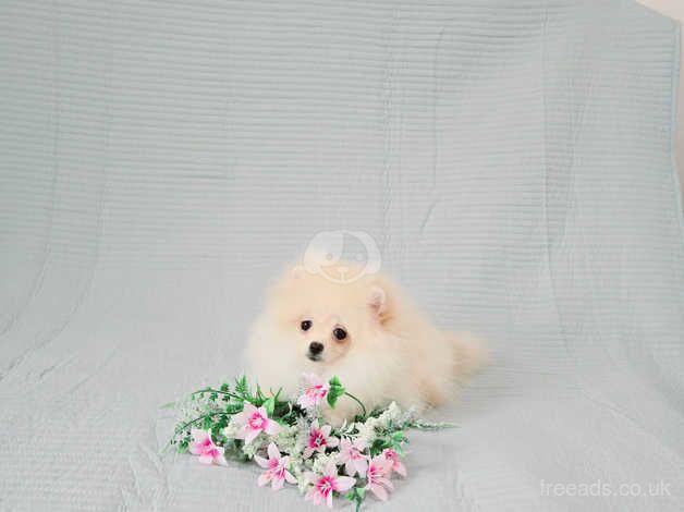 XXS Teddy Bear Pomeranian puppies for sale in Cumnock, East Ayrshire - Image 3