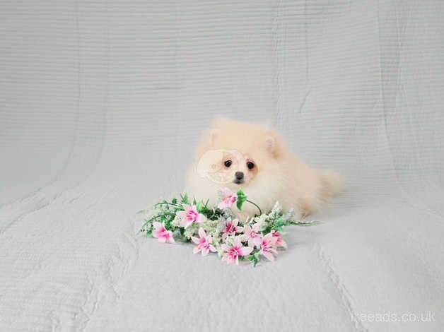 XXS Teddy Bear Pomeranian puppies for sale in Cumnock, East Ayrshire - Image 4