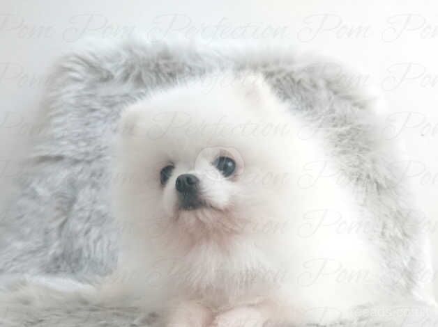 XXS Teddy Bear Pomeranian puppies for sale in Cumnock, East Ayrshire - Image 5