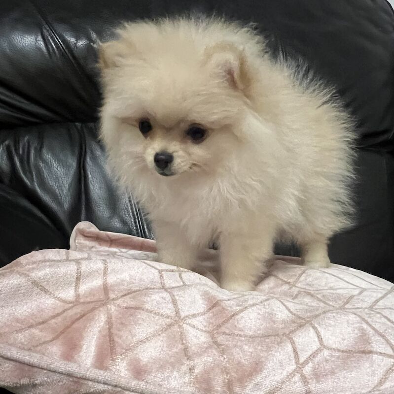 Xxs tiny Pomeranians for sale in London