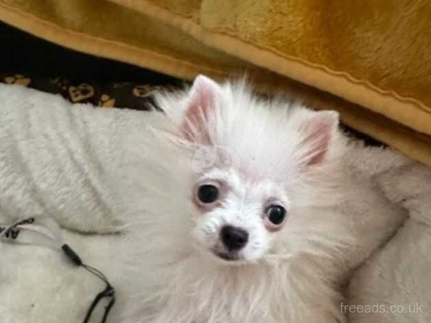 Xxs white Pomeranian puppy boy for sale in Porthcawl, Bridgend