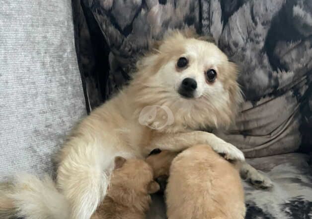 Pomeranian Puppies for sale in West Midlands