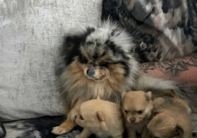 Pomeranian Puppies for sale