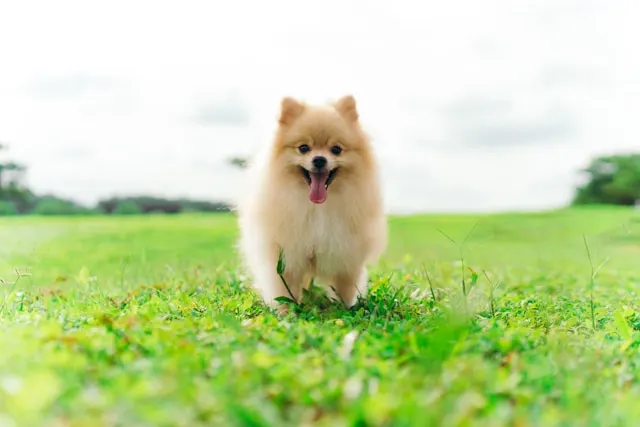 Pomeranian Puppies on Pomeranian Owners