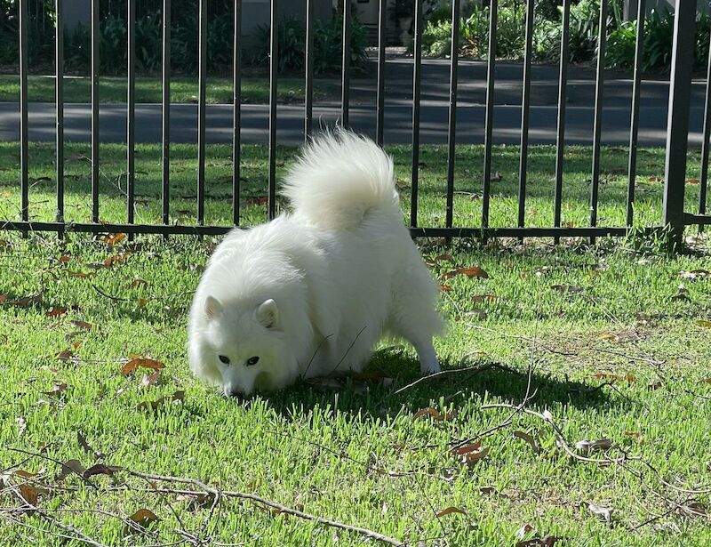 kane peters - Pomeranian breeder